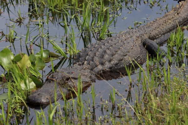 Florida: tips to safely co-exist with alligators offered in Spanish ...