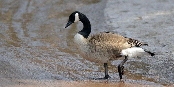 Michigan: Give us your input about managed waterfowl hunt areas