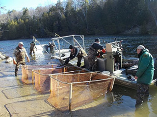 Michigan: DNR Collecting Walleye Eggs on Muskegon River This Spring
