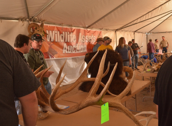 Wildlife Assets to Be Auctioned April 2-3 at AGFD’s Outdoor Expo