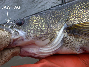 Michigan DNR asks anglers to report tagged walleye