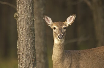 Michigan: help create CWD education and outreach plan for Ionia and Montcalm counties