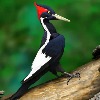 &ldquo;Extinct&rdquo; Ivory-billed Woodpeckers Found!