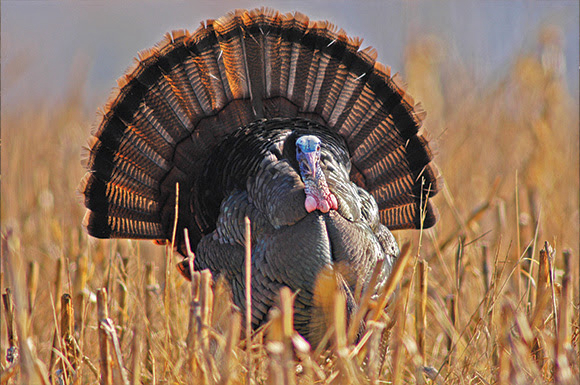 NWTF Announces 2022 Photo Contest Winners
