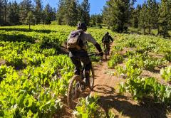 E-Bikes Bring New Users to National Forests, Grass