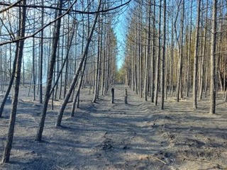 Michigan: Blue Lakes Fire 98% Contained