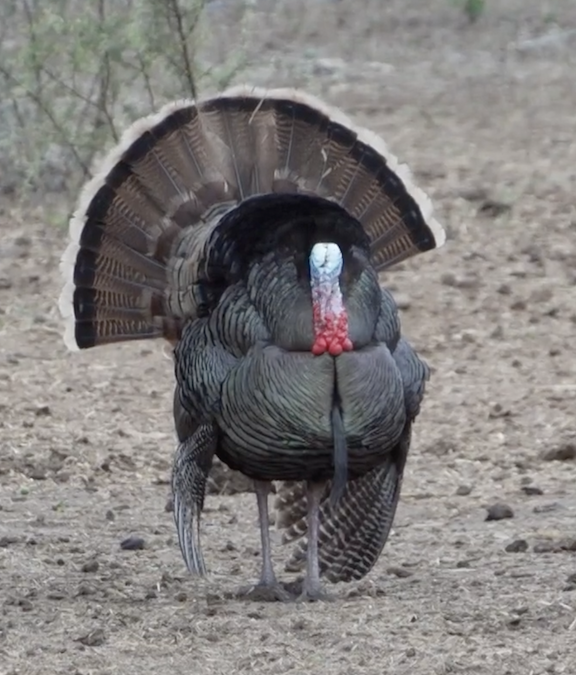 Catch Up on MOJO TV This Week on Sportsman Channel Outdoor Wire