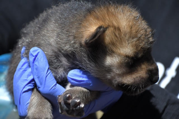 Eleven Mexican Wolf Pups Journey From Captivity to Join the Wild Population