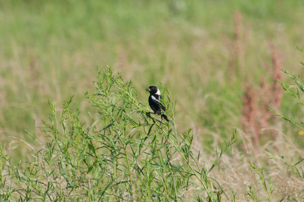 Protect Grassland Birds by Mowing Later