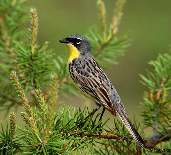 Kirtland’s Warbler Tours in Michigan