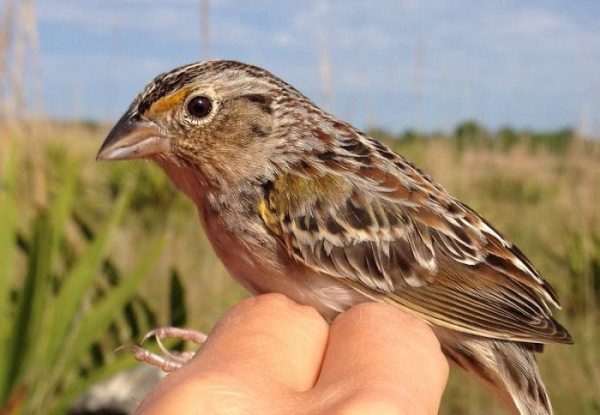 Recovery for one of North America’s most endangered birds reaches historic milestone