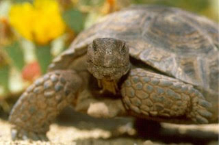Arizona: 200 Captive Desert Tortoises Need Forever Homes