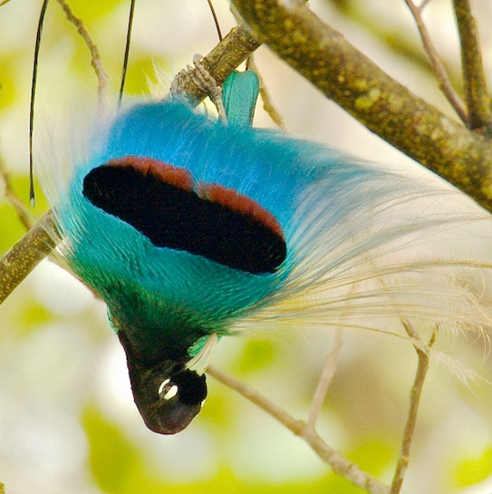 The Species – Birds-of-Paradise Project