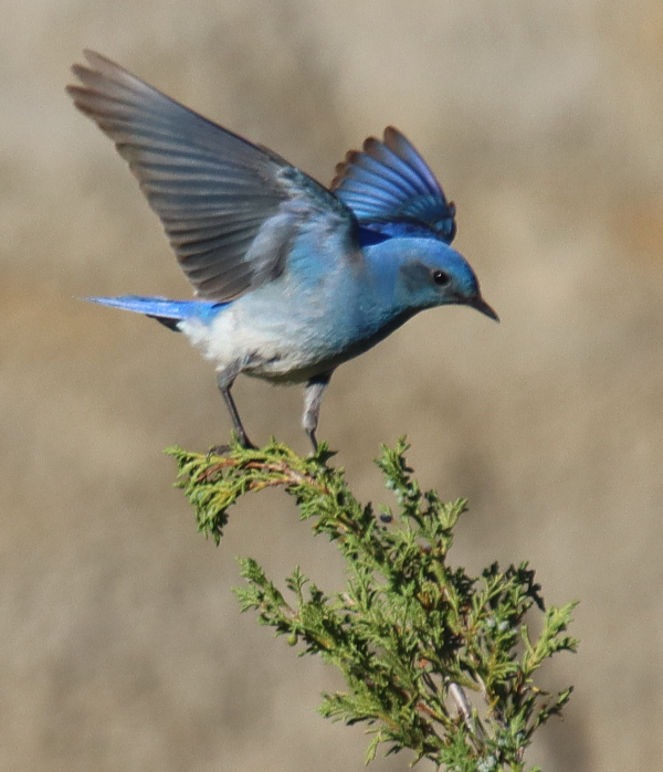 Blue Jay - South Dakota Birds and Birding
