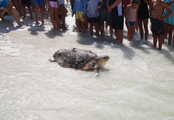 Rehabilitated Seat Turtles Successfully Released