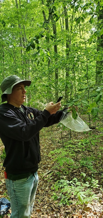 Invasive beech leaf disease found in Michigan