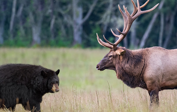 Michigan: 2022 bear and elk hunt drawing results available