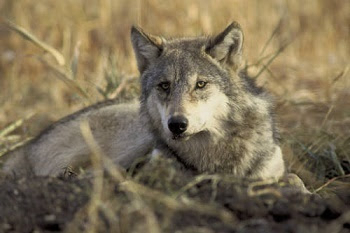 Comment on Michigan’s draft 2022 wolf management plan by Aug. 4