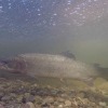 <p>California: Public Comment Invited on&nbsp;Petition to List Southern CA Steelhead as Endangered</p>
