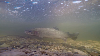 California: Public Comment Invited on Petition to List Southern CA Steelhead as Endangered