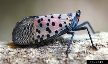 Michiganders asked to be on the lookout for spotted lanternfly
