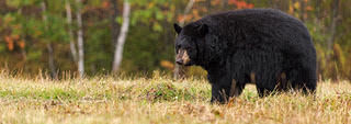 Michigan: Bear Baiting Season Opening Soon
