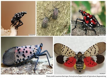 Michigan: Spotted Lanternfly Found in Oakland County