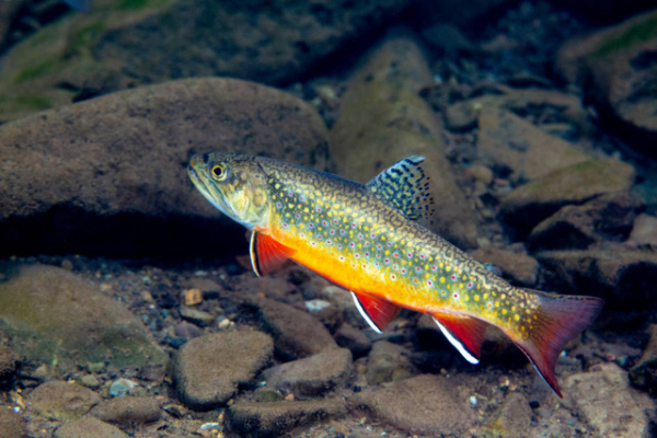 Research on the Rapidan WMA: Brook and Brown Trout Interactions Revealed