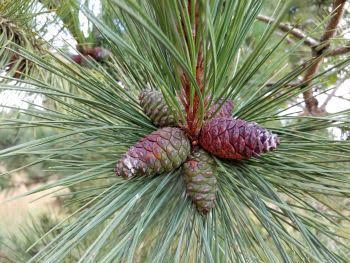 Michigan: Get Paid for Picking Pine Cones