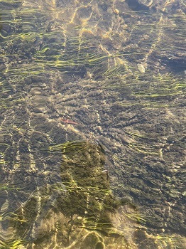 Michigan: Didymo algal blooms found in the Boardman River