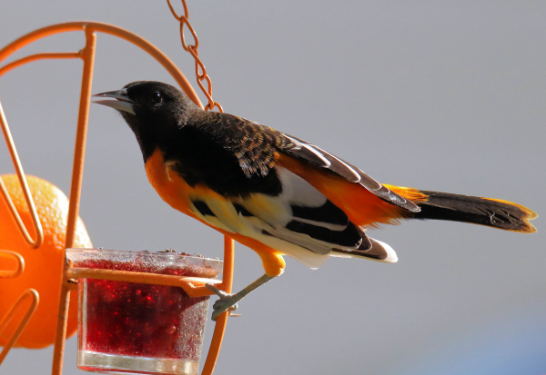 Baltimore Oriole - South Dakota Birds and Birding