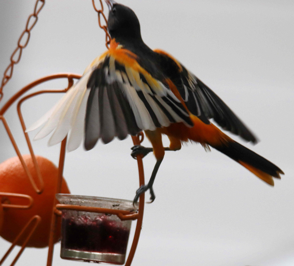 Baltimore Oriole - South Dakota Birds and Birding