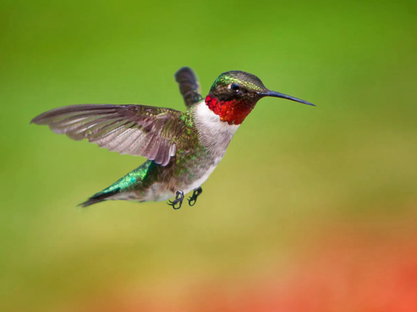 Hummingbird Feeder Basics & Advanced