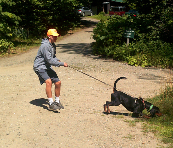 Leashed Tracking Dogs for Recovery of Game Outdoor Wire