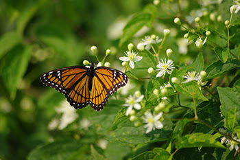 Michigan: learn about night sky photography, gardening for pollinators, waterfowl hunting