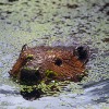 Ohio: Apply In Person for Controlled Beaver, River Otter Trapping Permits