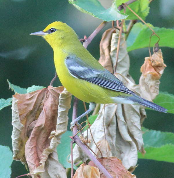 Central Park Birding Report: Red, White, and Blue Birds!