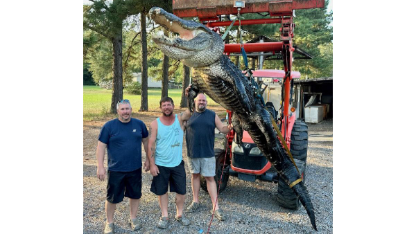 Arkansas hunters take 157 alligators during 2022 season