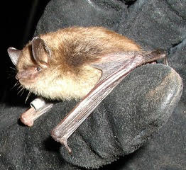 Vermont: Bats Are On the Move, With a Reputation to Improve