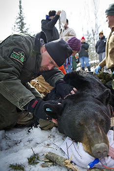 Michigan: if you see a bear den in the northern Lower Peninsula, let DNR know