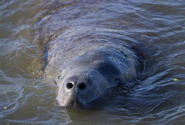 It’s Manatee Awareness month: Florida FWC reminds boaters to go slow, look out below