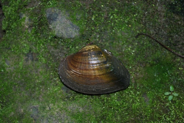 Ohio: Mussel Survey of Olentangy River Yields Two Endangered Species