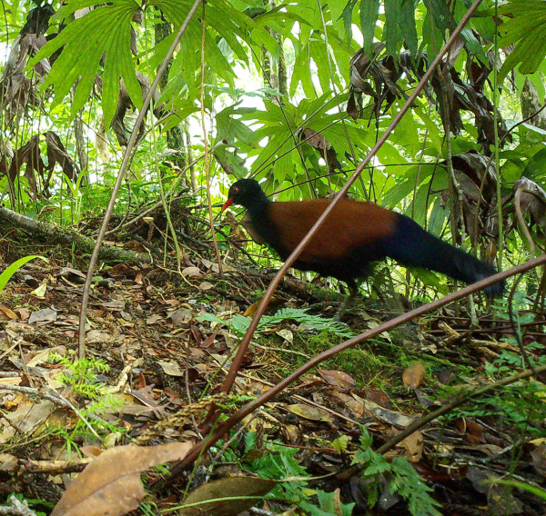 Pheasant-Pigeon Reported After 140 Years