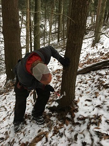 Michigan: time to check trees for hemlock woolly adelgid