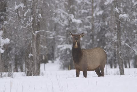 Wyoming: CWD Detected in New Elk Hunt Area