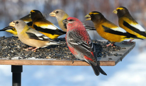 Boreal Feeder Birds & Winter Finches