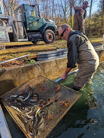 Michigan: successful fall fish stocking season creates more angling opportunities