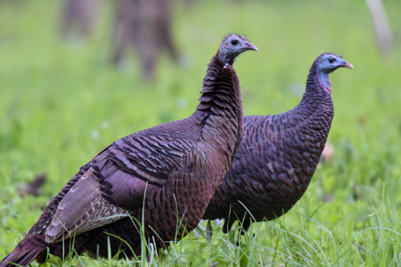 Wild Turkey Research Begins in Buckeye State