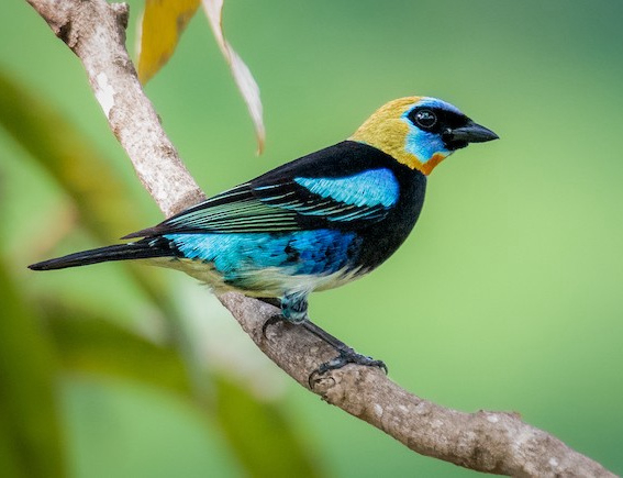 View the Action at Tropical Feeding Stations