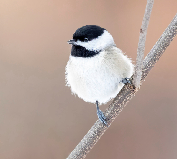 Great Backyard Bird Count, February 17-20